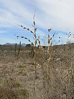 Teosinte - die Urform des modernen Mais Foto: Mbhufford  [CC BY-SA 3.0]